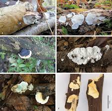 Attēlu rezultāti vaicājumam “Skeletocutis”