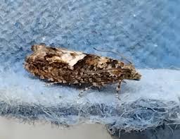 Attēlu rezultāti vaicājumam “Epinotia immundana”