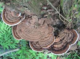 Attēlu rezultāti vaicājumam “Ganoderma applanatum”