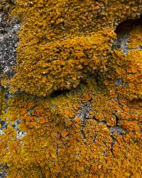 Attēlu rezultāti vaicājumam “Xanthoria fulva”