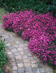 Attēlu rezultāti vaicājumam “Dianthus deltoides”
