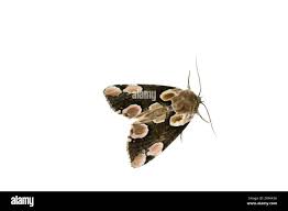 Attēlu rezultāti vaicājumam “Thyatira batis imago”