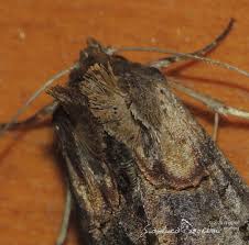 Attēlu rezultāti vaicājumam “Abrostola tripartita”