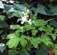 Attēlu rezultāti vaicājumam “Corydalis cava leaf”