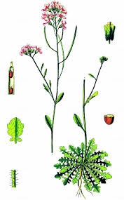 Attēlu rezultāti vaicājumam “Cardaminopsis arenosa fruit”