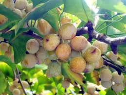 Attēlu rezultāti vaicājumam “Ginkgo biloba fruit”