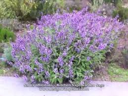 Image result for Salvia officinalis