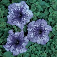 Image result for Petunia hybrida
