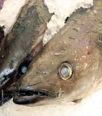 Image result for Merlangius merlangus