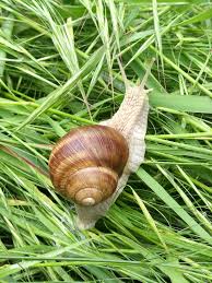 Attēlu rezultāti vaicājumam “Helix pomatia”