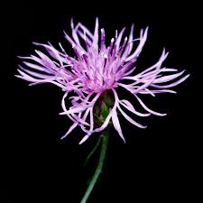 Attēlu rezultāti vaicājumam “Centaurea stoebe flower”