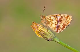 Attēlu rezultāti vaicājumam “Brenthis ino”