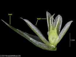 Attēlu rezultāti vaicājumam “Amaranthus retroflexus”