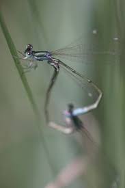 Attēlu rezultāti vaicājumam “Nehalennia speciosa”