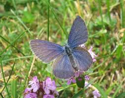 Attēlu rezultāti vaicājumam “Vacciniina optilete underside”