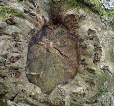 Attēlu rezultāti vaicājumam “Andricus quercuscorticis”