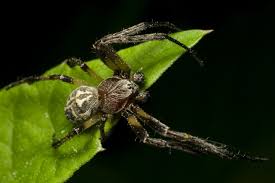 Attēlu rezultāti vaicājumam “Larinioides cornutus male”