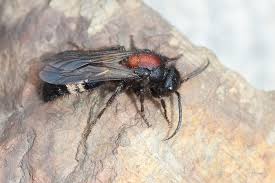 Attēlu rezultāti vaicājumam “Mutilla europaea”