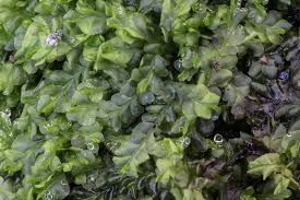 Attēlu rezultāti vaicājumam “Jungermanniopsida”