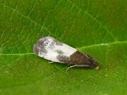 Attēlu rezultāti vaicājumam “Epiblema grandaevana”