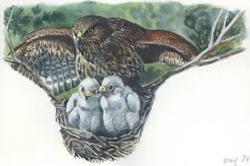 Attēlu rezultāti vaicājumam “Buteo buteo nest”