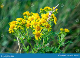 Attēlu rezultāti vaicājumam “Senecio viscosus flower”