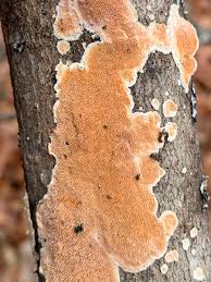 Attēlu rezultāti vaicājumam “Steccherinum ochraceum”