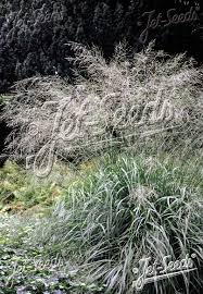 Attēlu rezultāti vaicājumam “Molinia caerulea leaf”