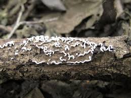 Attēlu rezultāti vaicājumam “Physarum bivalve”