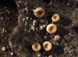 Attēlu rezultāti vaicājumam “Coenogonium pineti”