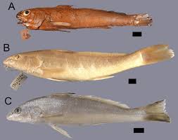 Image result for Menticirrhus littoralis