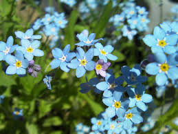 Attēlu rezultāti vaicājumam “Myosotis micrantha”