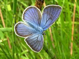 Attēlu rezultāti vaicājumam “Cyaniris semiargus male”
