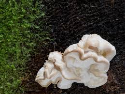 Attēlu rezultāti vaicājumam “Postia undosa”