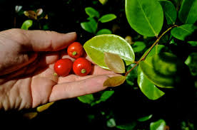 Attēlu rezultāti vaicājumam “Rhinanthus serotinus fruit”