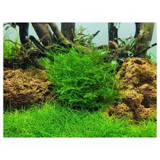 Attēlu rezultāti vaicājumam “Leptodictyum riparium”