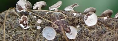 Attēlu rezultāti vaicājumam “Diderma chondrioderma”