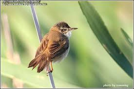 Image result for Acrocephalus agricola