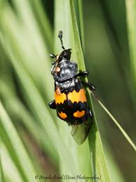 Attēlu rezultāti vaicājumam “Nicrophorus vespillo”