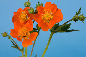 Attēlu rezultāti vaicājumam “Geum”