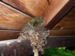 Attēlu rezultāti vaicājumam “Troglodytes troglodytes nest”