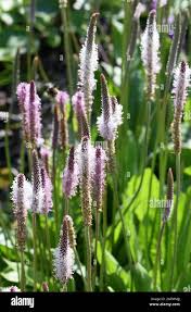 Attēlu rezultāti vaicājumam “Plantago media flower”