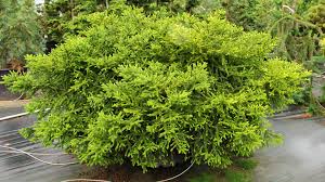 Attēlu rezultāti vaicājumam “Picea orientalis”