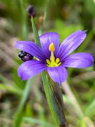 Attēlu rezultāti vaicājumam “Sisyrinchium montanum”