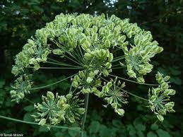 Attēlu rezultāti vaicājumam “Laserpitium latifolium bud”