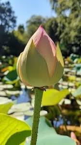 Attēlu rezultāti vaicājumam “Lotus sp. bud”