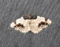 Attēlu rezultāti vaicājumam “Ligdia adustata”