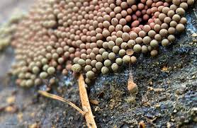 Attēlu rezultāti vaicājumam “Arcyria denudata spores”