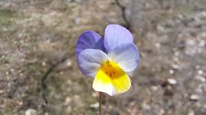 Attēlu rezultāti vaicājumam “Viola tricolor subsp. curtisii bud”