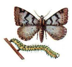 Attēlu rezultāti vaicājumam “Macaria wauaria”